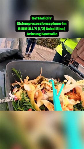 Gefährlich Eichenprozessionsspinner im BIOMÜLL! (4)