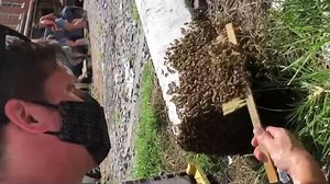 Georgia beekeeper saves thousands of bees swarming near Savannah City Market