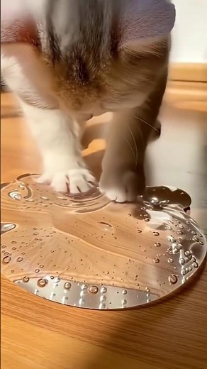 cat slime asmr