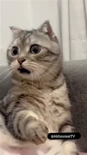 Cat Reacts to Epic Fails: The Ultimate Stunned Face! 😲🐱
