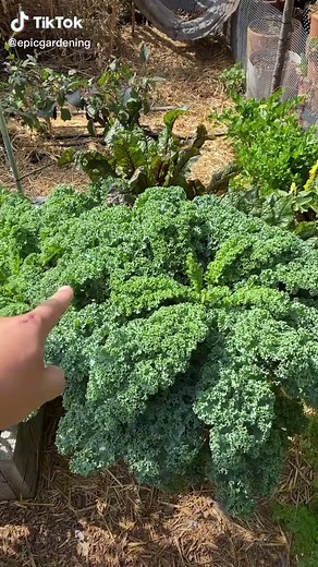 Kale grows for many years if you treat it well! #garden