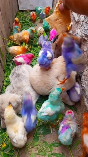 Happiness Overload Cute Chicks Funny Reaction | murgi k chuja chhote | chicken free sounds #shorts