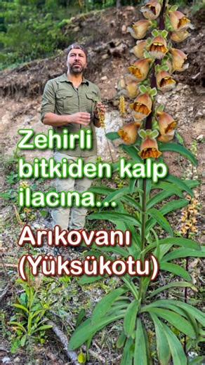 Digitalis ferruginea L. subsp. ferruginea (arıkovanı) | Plants of Anatolia