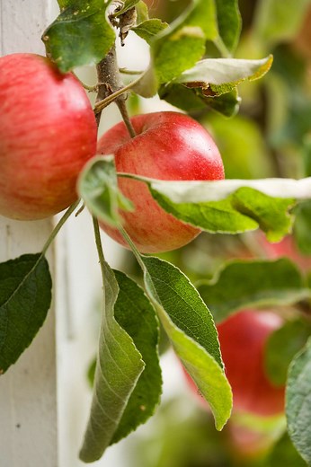 Apple Tree Leaves Curling Indicates Disease—Here Are the Causes