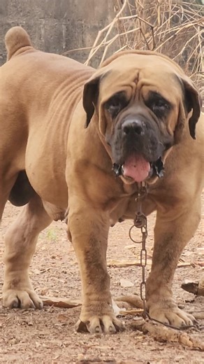 just like two plus two is four, its not always the same in dog breeding. understand your pedigree very and have a breeding program. dont only choose a stud because of it physical look, some stud may not produce what looks like them when wrongly Paried.