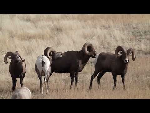 Bighorn Sheep Rut 1