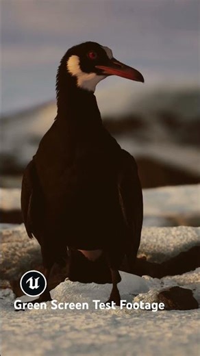 Having Fun with Green Screens