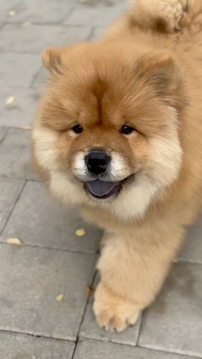 48K views · 2K reactions | 冀 baby boy in action 冀 #chowchow #chowchowpuppy #chowchowlove #chowchowpuppies #chowchowworld #chowchowdog #puppy #puppies #doglover #dog #pets #fluffypaws | Xia Jovana Chow | Facebook