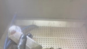 6.5K views · 21 reactions | vapour blasting a classic car gearbox mount before and after pics above | Carlton Tuning Ltd | Facebook