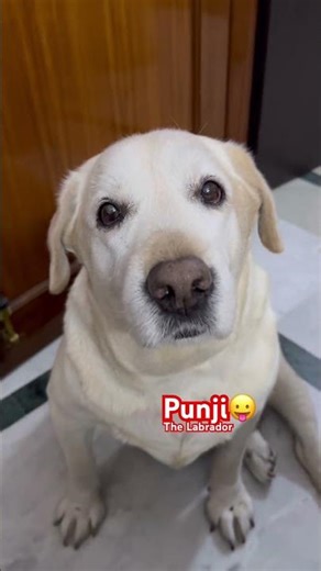 Hug day😛😂 🤣#punjithelabrador #funnydog #comedy #labrador #2026 #dogshorts