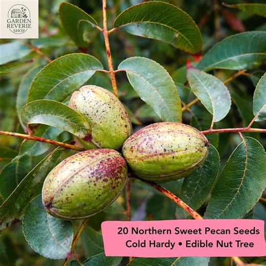20 Northern Sweet Pecan Seeds, Cold Hardy Nut Tree - Etsy