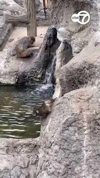 Viral Baby Monkey Learning to Make Friends After Abandonment