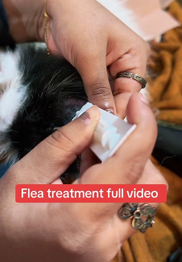 Persian Kitten Closet on TikTok