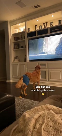 Dogs do show empathy🥹 #thelionking #dogwatchingtv #goldenretriever #fyp #puppiesoftiktok #goldenpuppy #foryou #empathsoftiktok #myheart