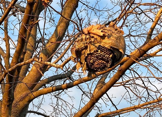 What to do if you see a bald-faced hornet nest