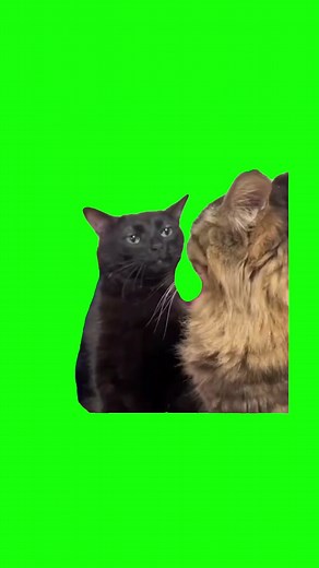 Black Cat Zoning Out | Green Screen #cat #catmeme #meme #comedy #template #fyp