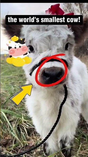 Meet the World's Smallest Cow: The Adorable Vechur!