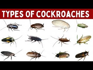 Types Of Cockroaches | Cockroaches Species Names With Pictures | Insects Education #cockroach