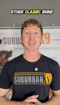 Dog Chattering Jaw: Fear or Flehman Response?