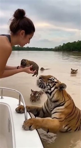 Tiger desperately saves his cub in his final fierce battle #wildlife #tiger #nature