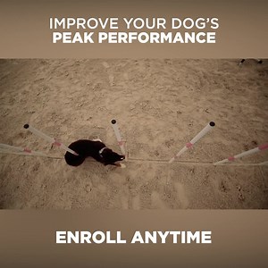 3.1K reactions · 138 shares | Why is dog fitness so important for...