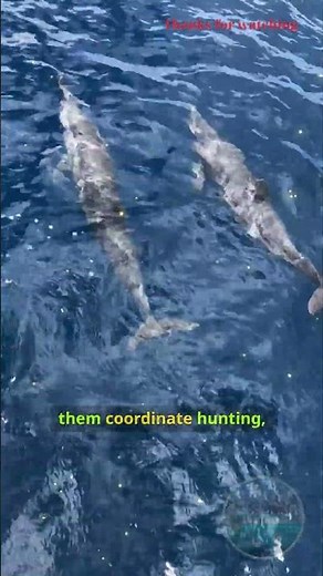 "How Orcas Communicate Underwater"