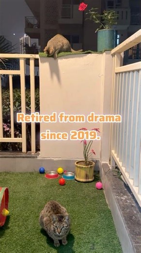 Kitten runs the walls. Mom runs the world. 🐾👑