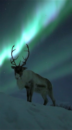 703K views · 47K reactions | How crazy is this 歷 | Aurora Borealis Observatory | Facebook