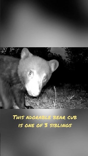 Bear cub tries to swallow trail camera 🧸📸❤️ #wildlife #cuteanimals