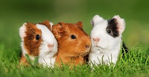 Guinea Pig