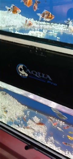 aquarium fish supaer colity (subcribe please ) 🙏 #fishing #viral #shortvideo #aquarium #vilagelife