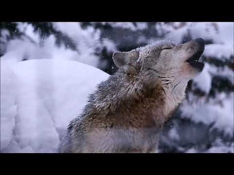 オオカミの遠吠え Wolf Howling