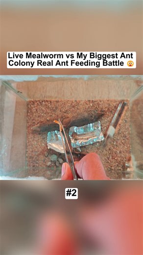 Live Mealworm vs My Biggest Ant Colony Real Ant feeding battle #100days #terrarium #vivarium #ant
