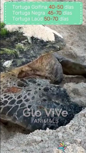 🟢 This is how sea turtles are born