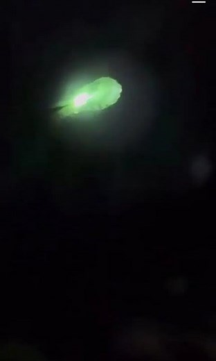 Green squid UFO filmed in Dallas, Texas last night