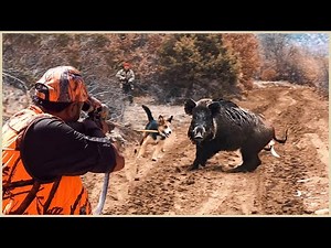 Full Video 4K : How Do American Hunters And Farmers Deal With Million Of Wild Boar By Guns