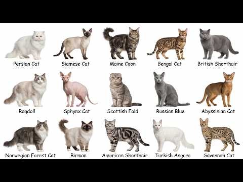 Every Type of Cat Explained | 16 Popular Cat Breeds You Should Know
