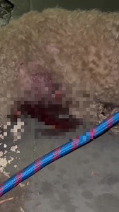 141 reactions · 42 shares | CACHORRO DE RUA ATROPELADO SEM SOCORRO. QUEM PODE AJUDAR COM CUSTOS VETERINÁRIOS? PIX É 305.502.148-79.. ESTOU INDO AJUDA-LO É URGENTE... Bairro Cardoso Franco SP | Alessandro Martins | Facebook