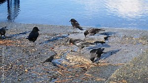 Flock of crows gathering and looking for food at in Horseshoe Bay, British Columbia