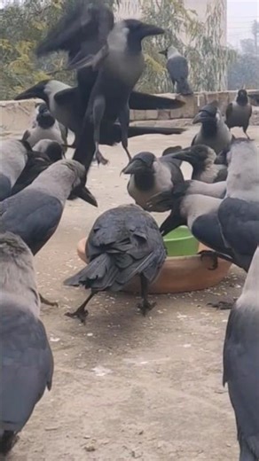 All types of crows feeding frenzy #shorts ♥️🐦🥰😍