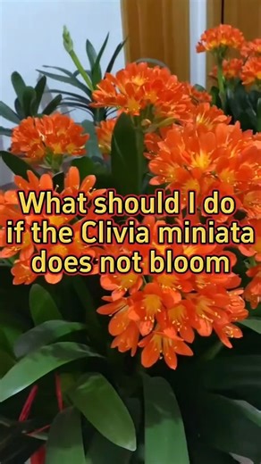 Garden Nursery on Instagram: "Brighten your space with the vibrant Orange Clivia (Clivia miniata) 🌸. This elegant perennial features lush, strap-shaped evergreen foliage and stunning clusters of trumpet-shaped orange flowers that bloom in late winter to early spring—adding a burst of color when it's needed most. Easy to care for and ideal for low-light spots like indoor corners or shady garden beds, it’s a beautiful, low-maintenance choice for any plant lover. Let its cheerful blooms lift your 