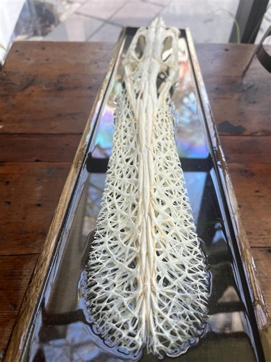 Half-submerged Paddlefish Skull in Epoxy - Mounted on Stained Wood - Etsy