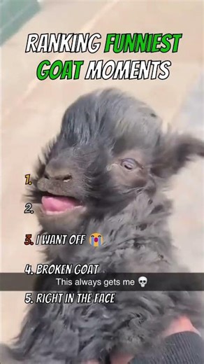 Ranking The Funniest Goat Moments 🐐😂