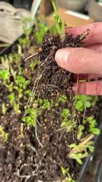 Transplanting Ranunculus Corms / Early Blooming Spring Flowers #springflowers