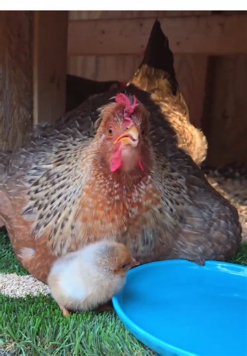 Winter babies 🤗🧡 she’s got at least 6 more under there…#chicks #babyanimal #petslover #winters #eggshatch🐣
