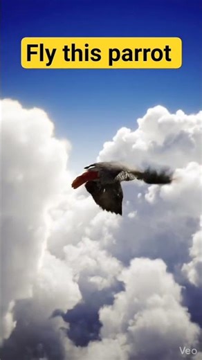parrot in flying around the cloud this is very creative 👏