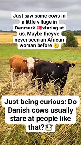Just saw some cows in a little village in Denmark staring at us. Maybe they've never seen an African woman before. Do Danish cows usually stare at people like that? Just being curious 🤔🇩🇰🐄 #viralreels #everyone #denmark #fbreels #CulturalJourney | Lum Pedersen's Family