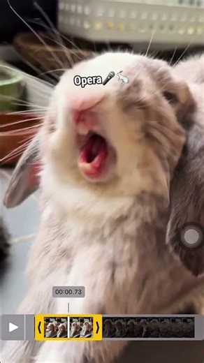 😂🎤I Didn’t Know Rabbits Could Sing Like This 😂🐇#bunny#rabbit#funnyrabbit#animalsin