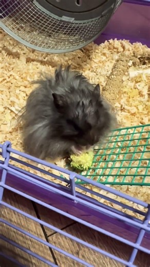 Teddy bear hamster #shorts #asmr eating #pet