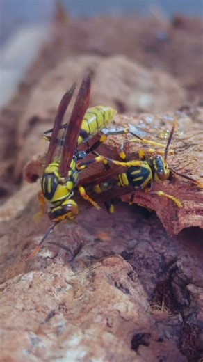 Why is it constantly stepping on its companion, looking so happy?